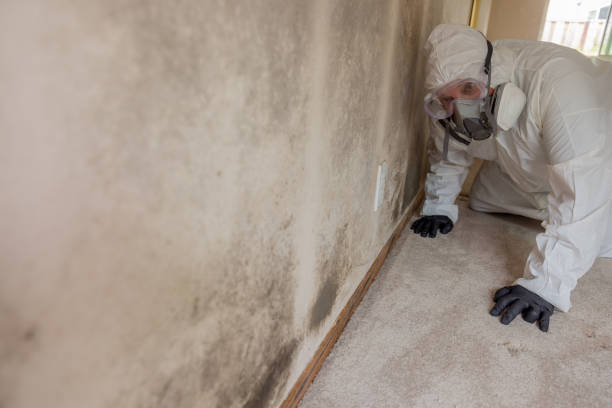 Best Mold Damage Restoration  in Beverly, OH